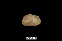 藏品(紫斑船蛤)的圖片